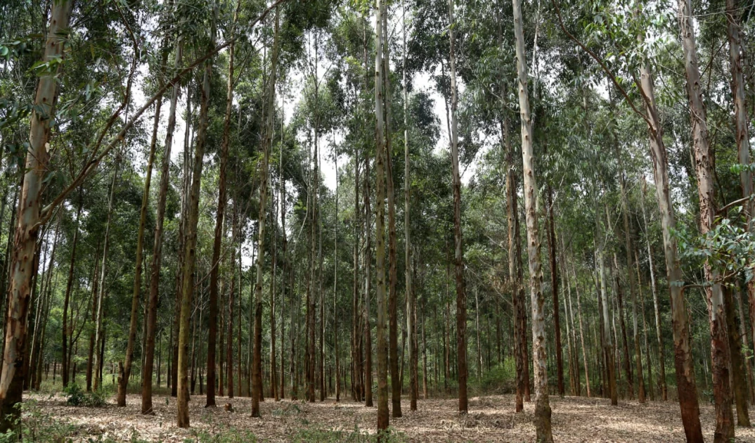 Trees will be replanted in areas where harvesting has been done, KFS says 