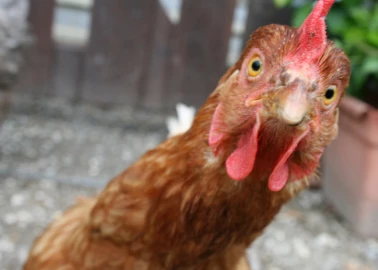 Man hacked with a machete in fight over a chicken in Siaya