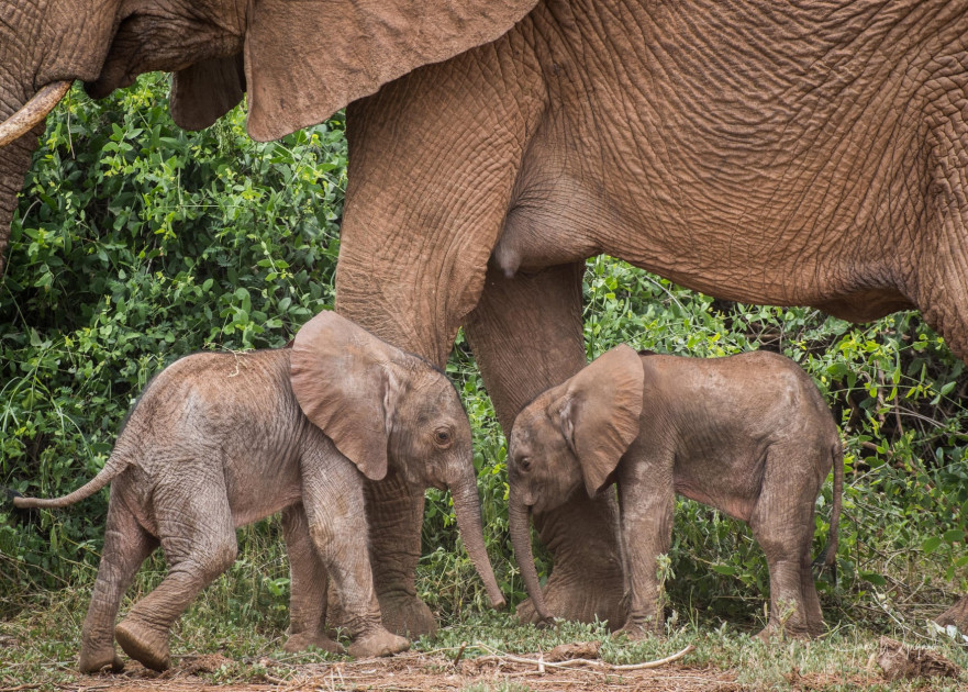 Super rare occurrence as Elephant in Samburu gives birth to twin calves