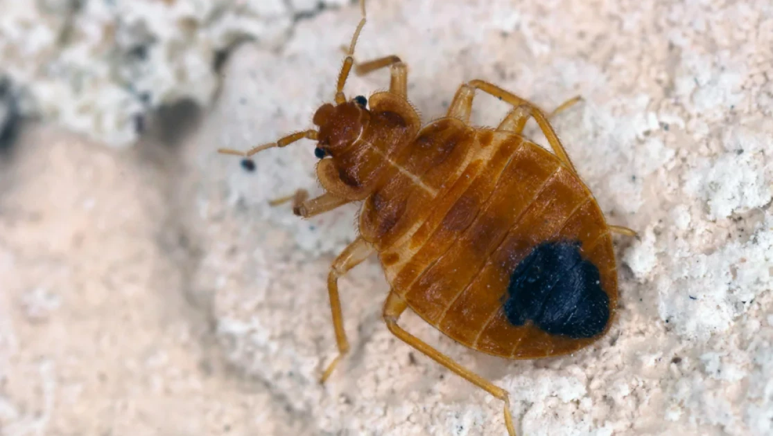 Bedbugs: How to avoid bringing them home from your travels