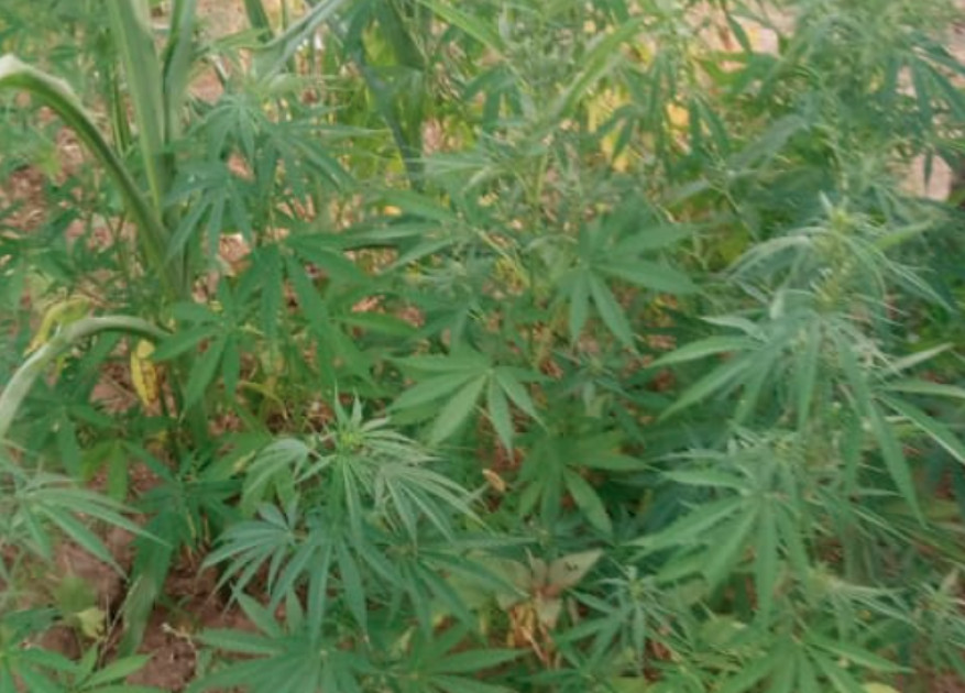 Over 40 acres of bhang uprooted, destroyed by police in Homa Bay 
