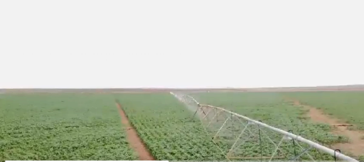 Gov't to expand Galana Kulalu irrigation project after successful 500-acre trial crop