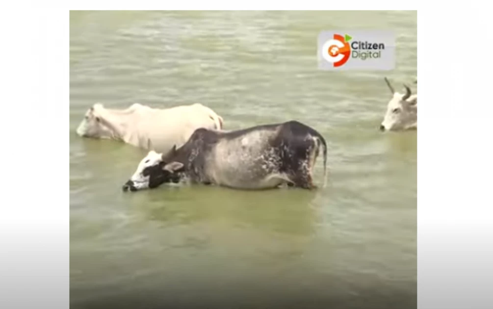 Over 300 cows die after drinking dam water in Tana River