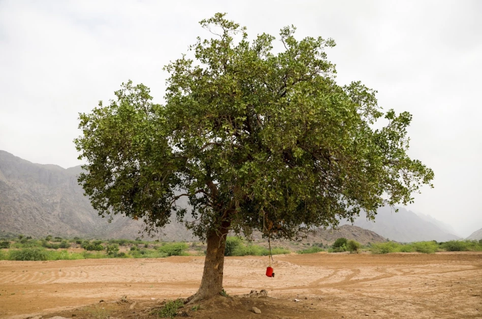 9 pupils hospitalised after falling off a tree in Nandi