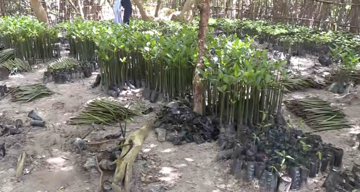 Efforts pick up to restore mangrove forests at the Coast