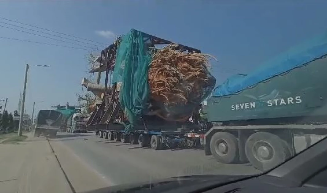 Questions as banned exportation of baobab trees in Kilifi resumes