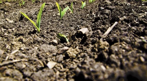 OPINION: Synthetic fertilizers detrimental to Kenyan soil