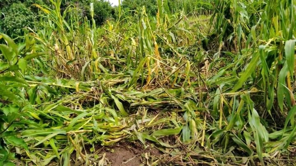 Kericho: Panic as elephant strays into homes, destroying crops  