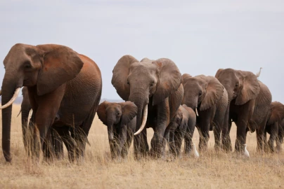 Gentle giants: Exploring elephant behaviour and their harmonious coexistence with humans