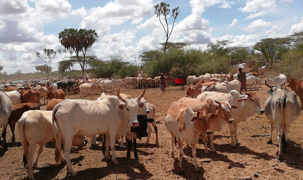 Formation of new law to improve rangeland management in Samburu