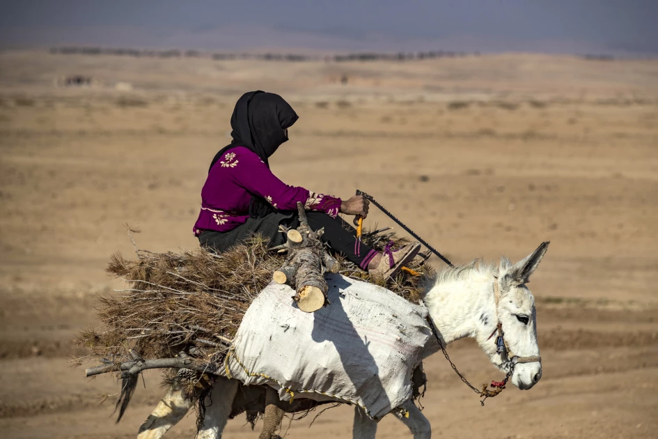 Illegal logging turns Syria's forests into 'barren land'