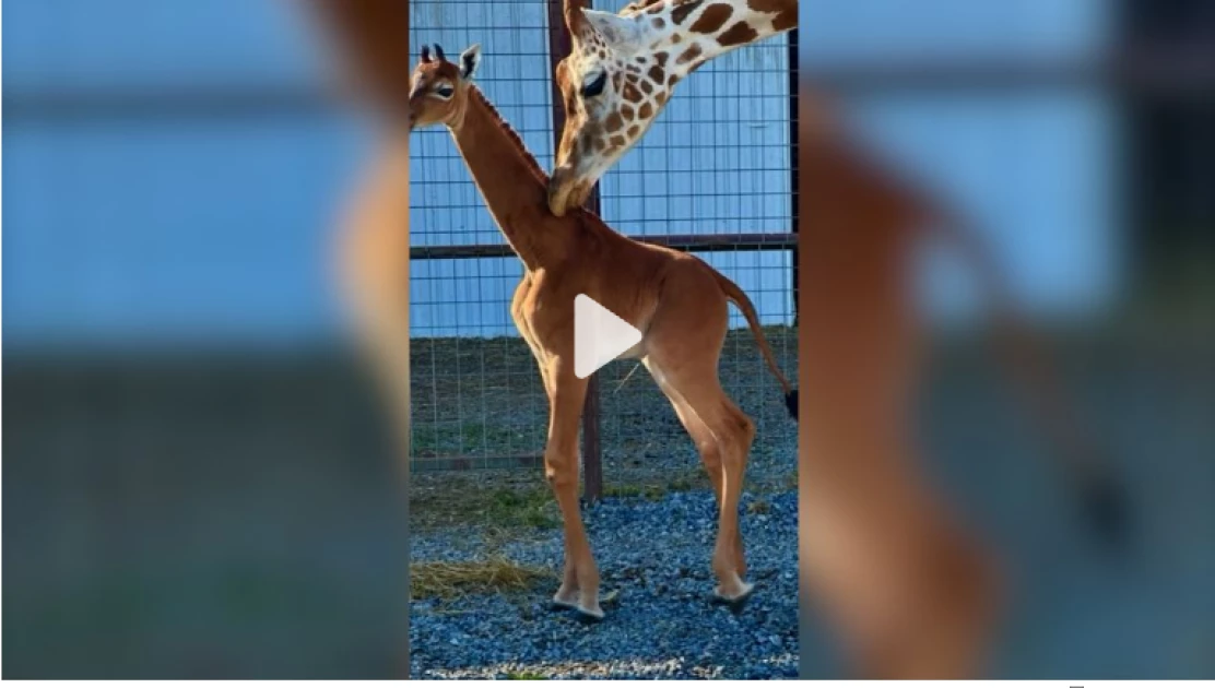 A baby giraffe born without spots might be the rarest in the world, zoo says