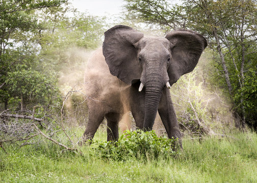 Celebrating elephants: The pain of being the ‘Big Guy’ in the jungle