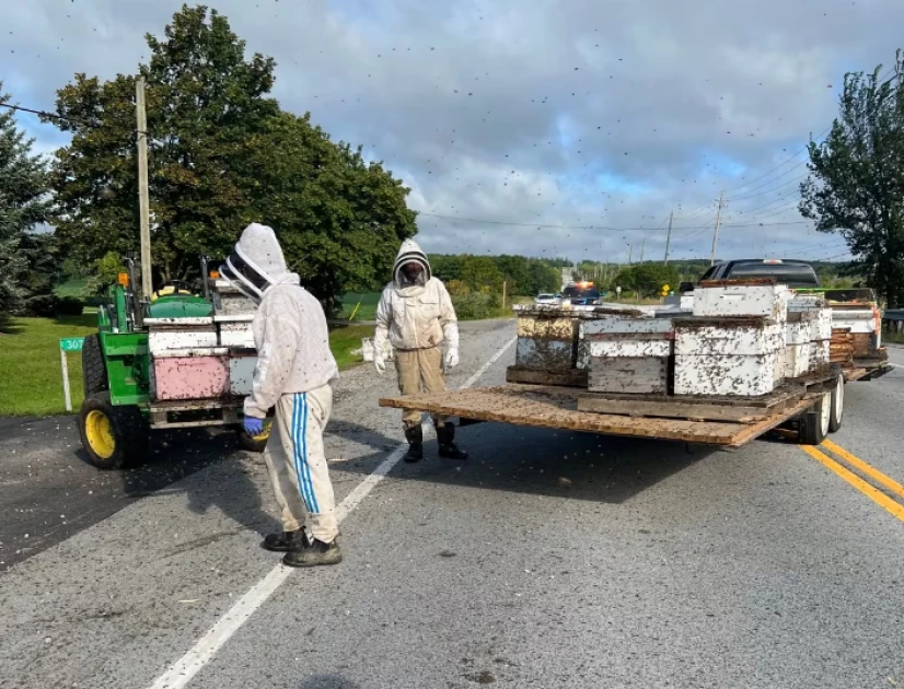 Drivers asked to close windows as 5 million bees fall off truck