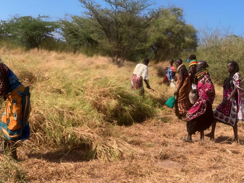 Grass of Grace: Turkana women's noble role in Climate Change resilience 