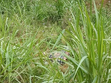Probe as student killed, body dumped in Tetu, Nyeri County