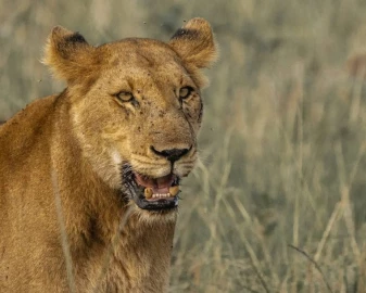 17-year-old survives vicious attack from lioness while herding 150 cattle in Kajiado