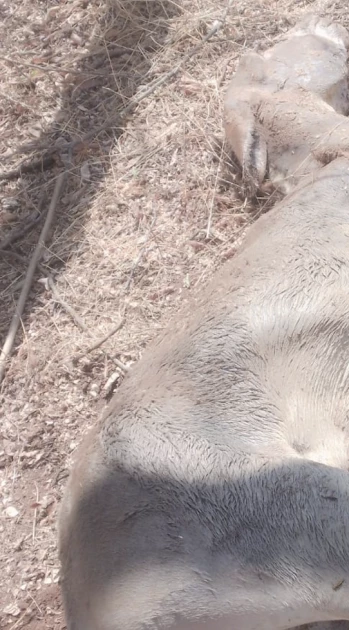 Machakos residents decry elephant menace as donkey trampled to death