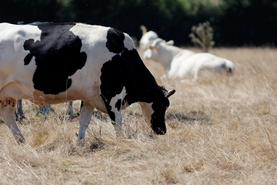 Nakuru: Cows mutilated, tails planted at crossroads in bizarre incident