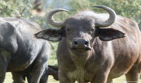 Man injured following buffalo attack in Lamu County