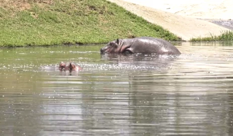 Naivasha sewer plant worker killed by hippos 