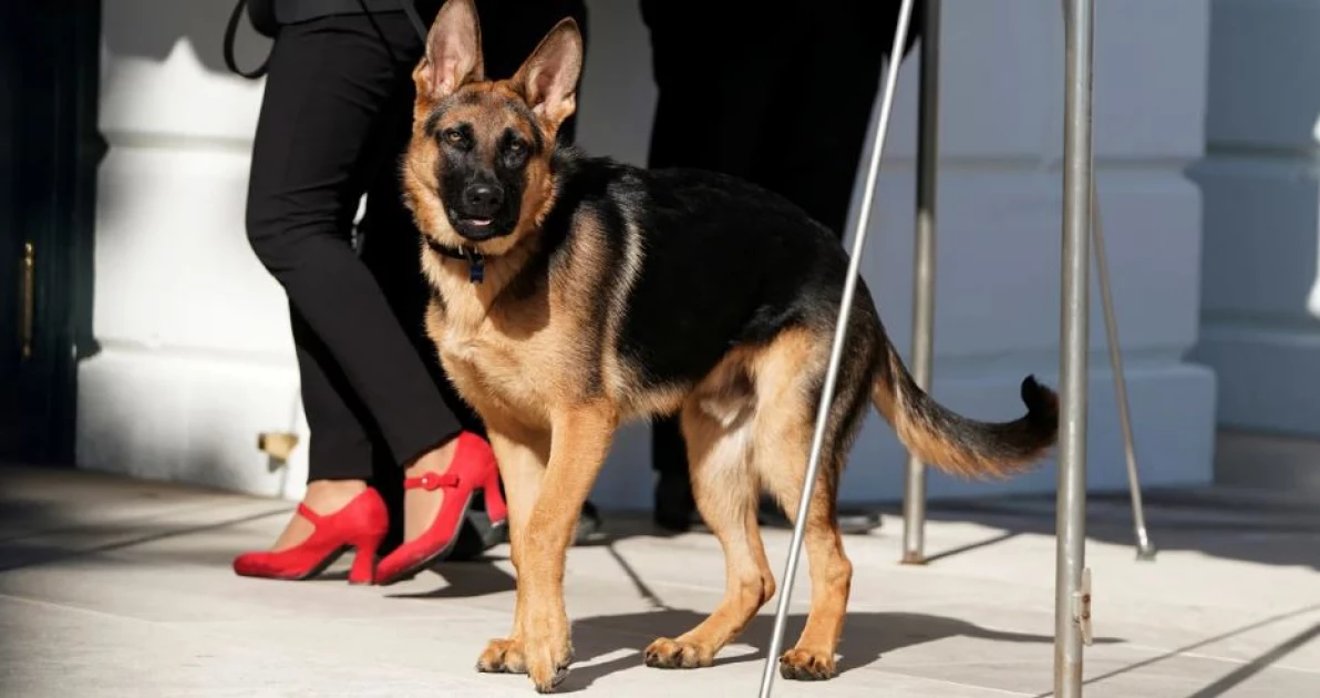 President Biden's dog bites another Secret Service agent, the 11th known incident