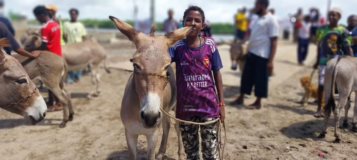 Donkey racing: A cherished tradition in Lamu's Swahili community