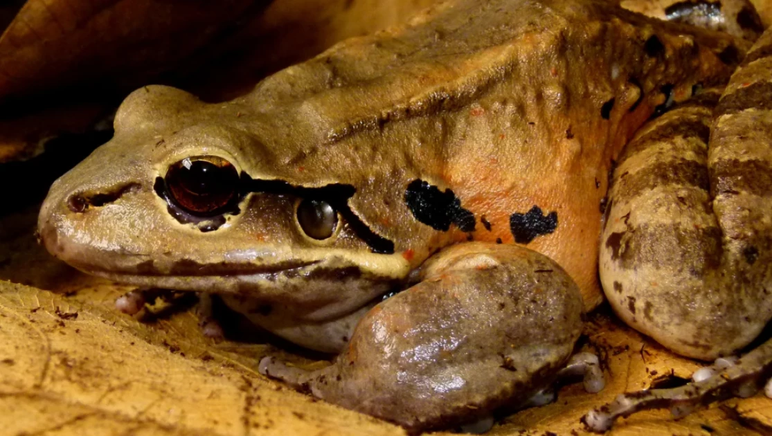 An island frog became a national delicacy. Now there are only 21 left in the wild, scientists say