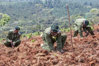 WANANCHI OPINION: If Kenya is serious about its 15 billion trees ambition by 2032, it must walk the talk