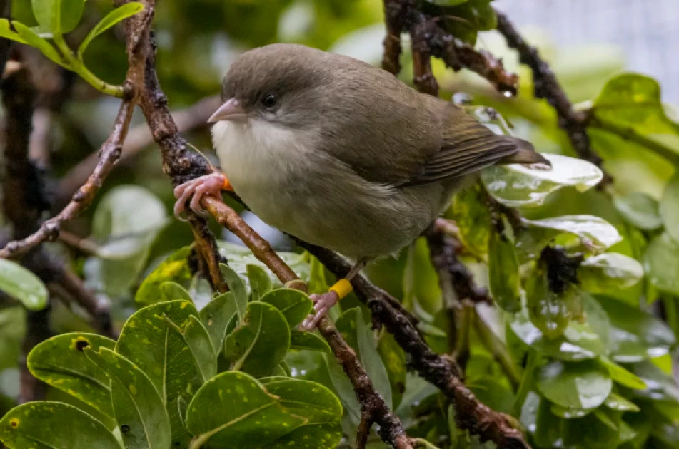 Mosquitoes are driving these birds to extinction. With only 5 left in the wild, scientists are racing to save the species