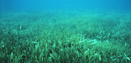 Conservation of seagrass, lifeline for fish survival 