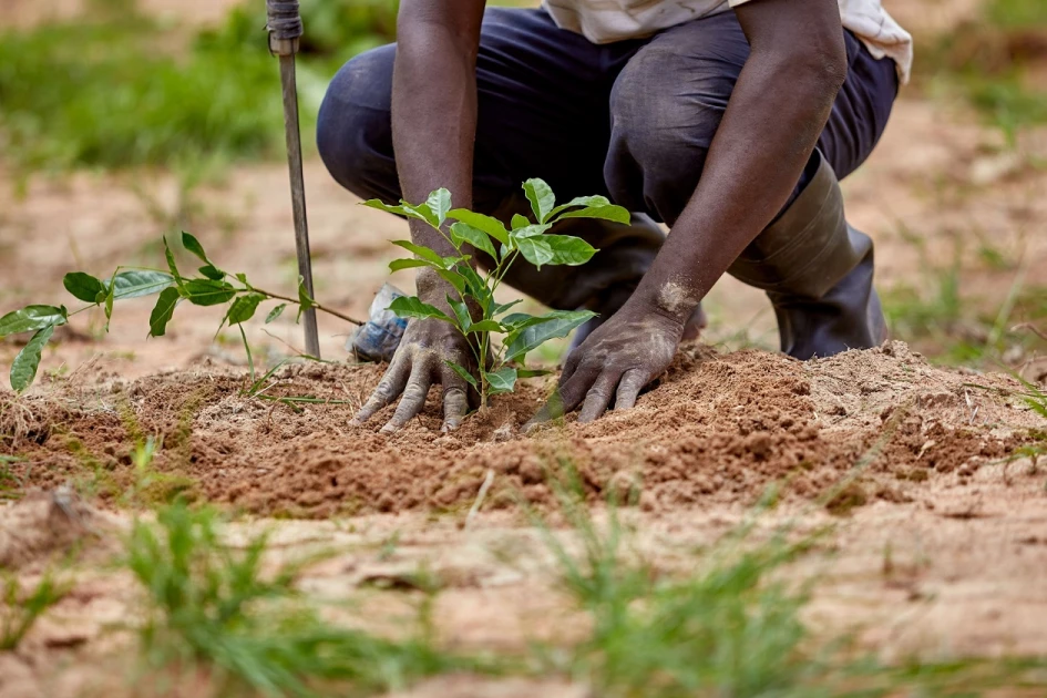 Wananchi Opinion: Spend tomorrow ‘growing trees’, not bending your elbow at the bar