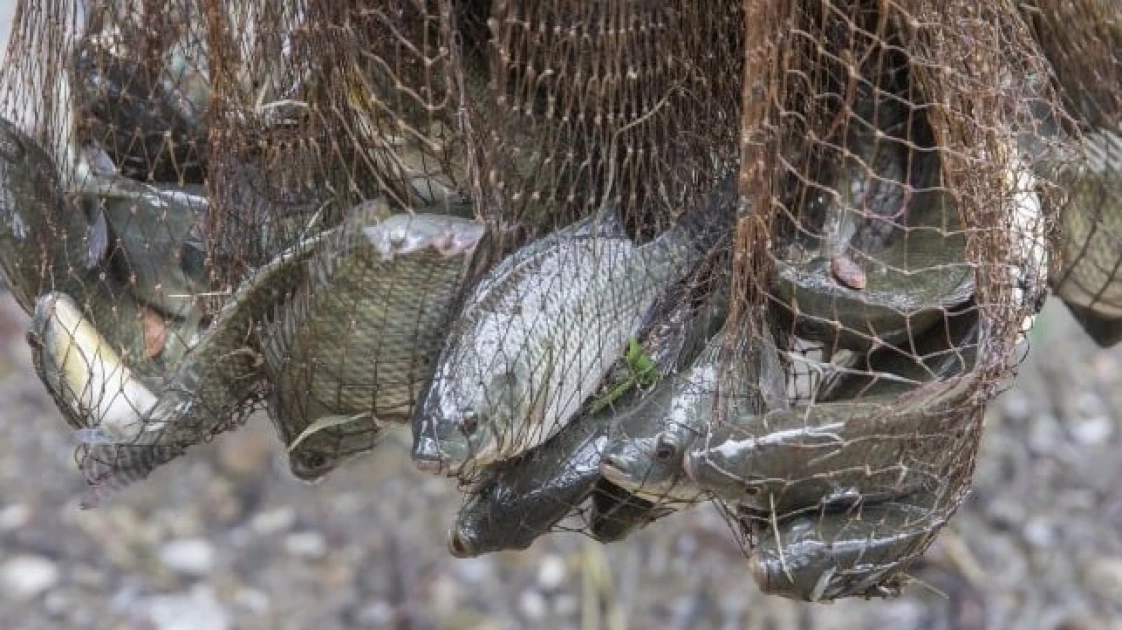 Kenyan fishermen continue to stare at empty nets as imported fish flood market 