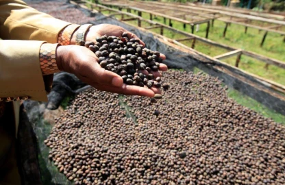 Win for coffee farmers as Gov’t opens direct international market