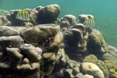 Lamu: Corals reefs are dying, but no one is 'mourning'