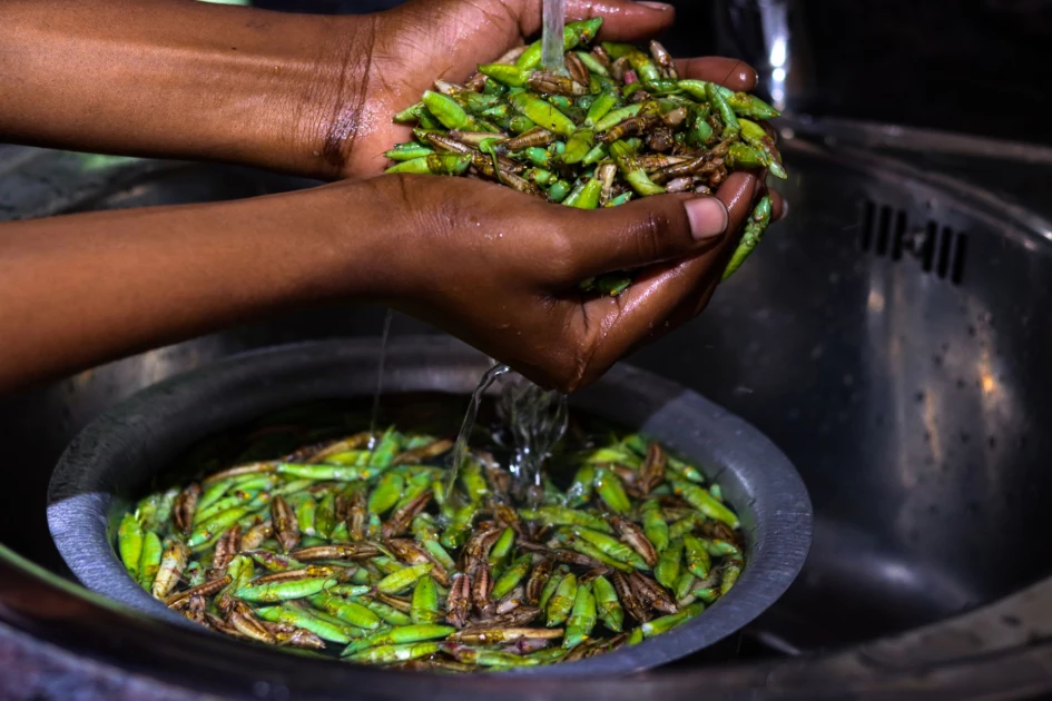 Rising demand for edible grasshoppers in Kampala with a 25kg sack selling at Ksh.7k 