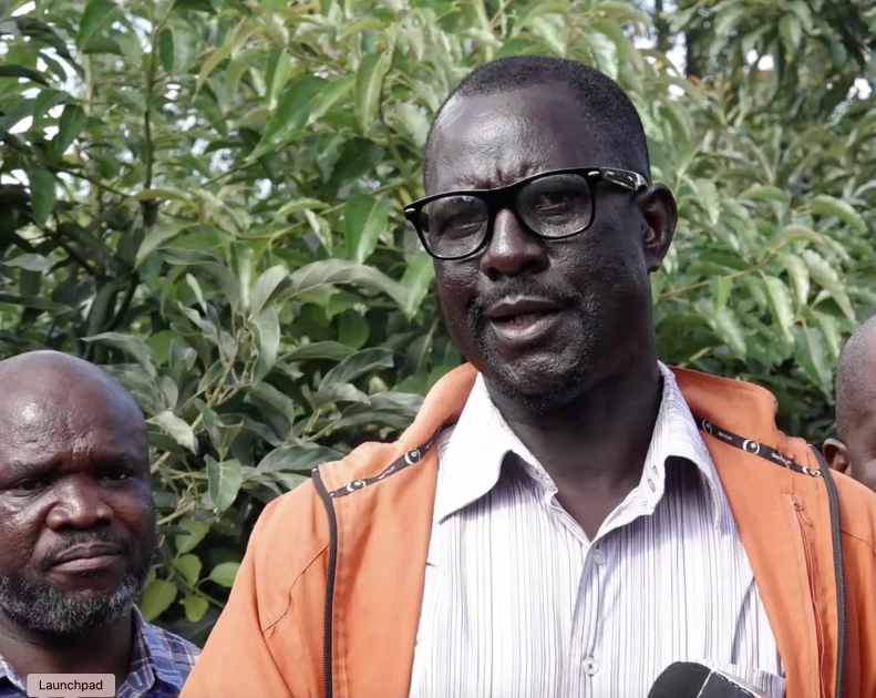 Siaya farmers look to avocado farming to turn fortunes 