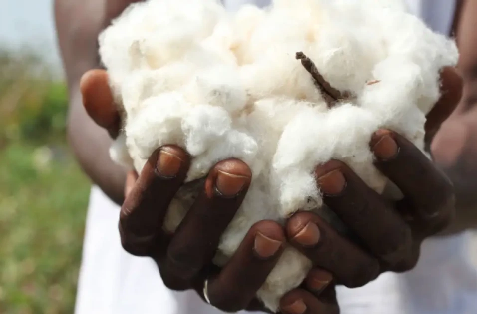 Gov’t increases cotton prices by 25% to Ksh.65 per kilo