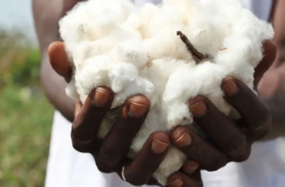 Govt increases cotton prices by 25% to Ksh.65 per kilo
