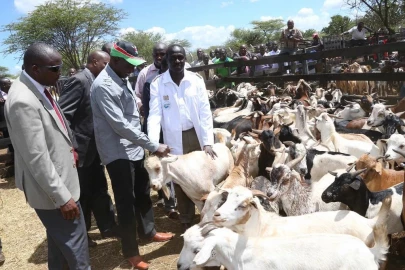 President Ruto to attend annual Kimalel goat auction