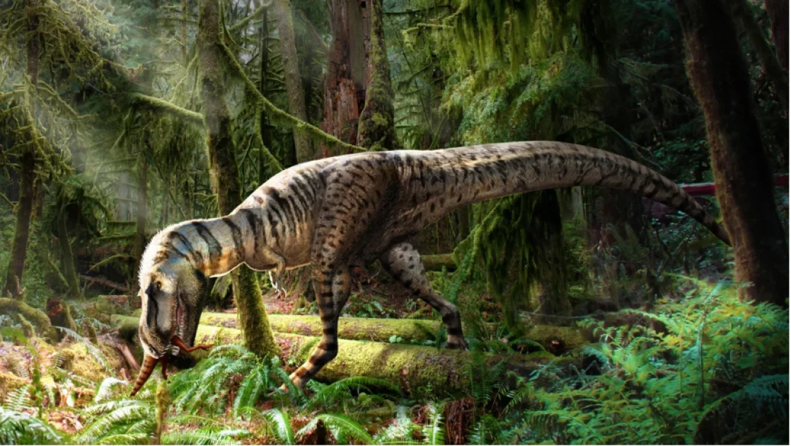 First tyrannosaur fossil discovered with its last meal perfectly preserved in its stomach