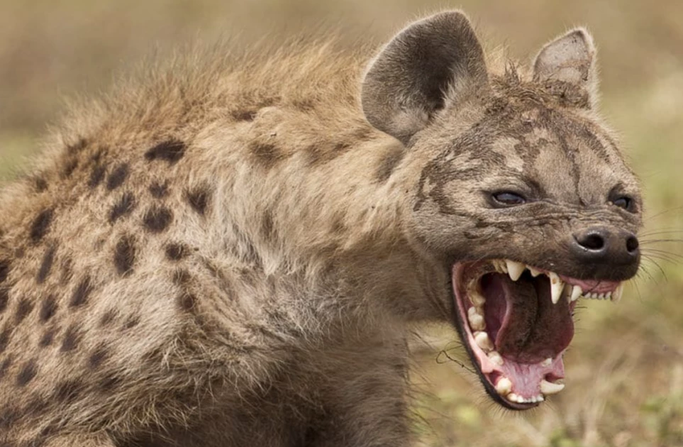 Hyena captured as war on killer animal continues in Juja