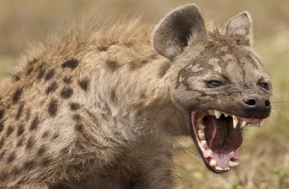 Hyena captured as war on killer animal continues in Juja