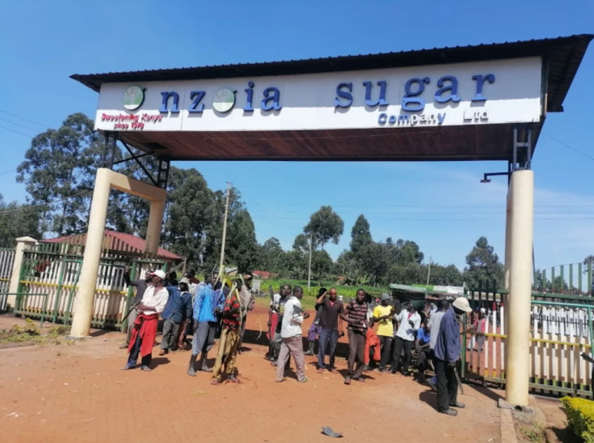 Nzoia Sugar factory farmers lament 21-month salary arrears amid reopening