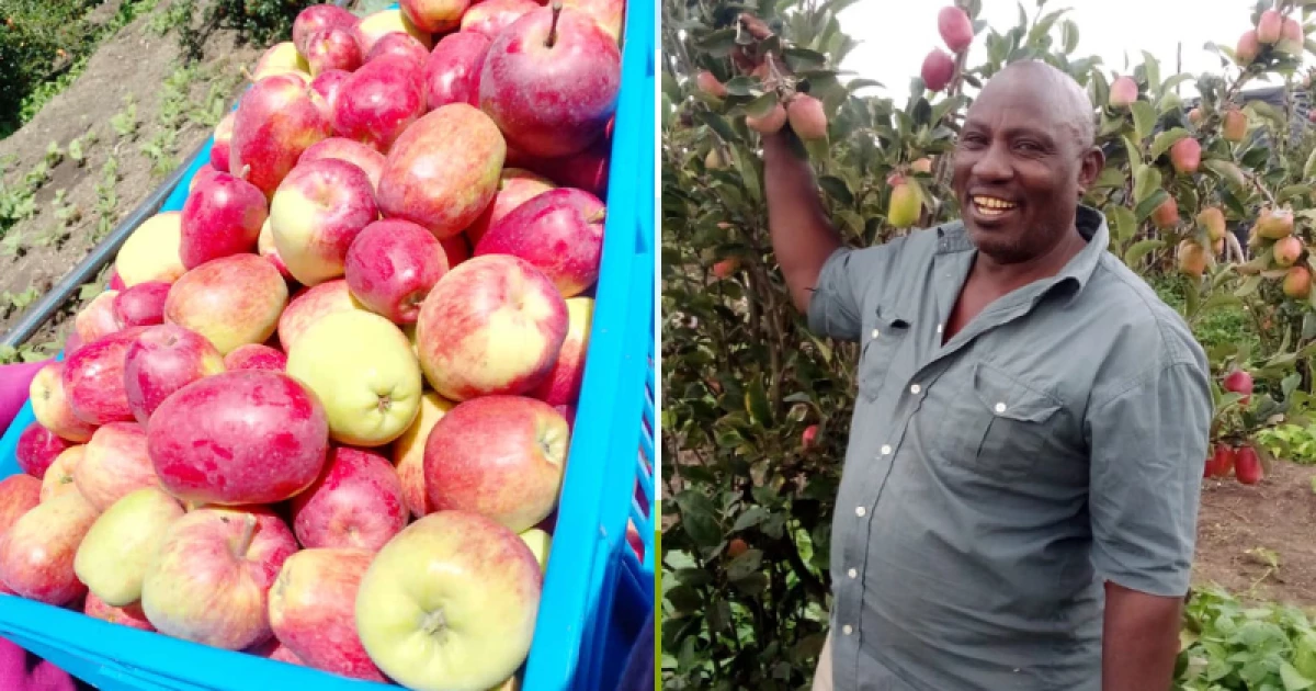 The Wambugu Apple: How Kenyan farmer created unique apple variety, turned down Ksh.30M offer