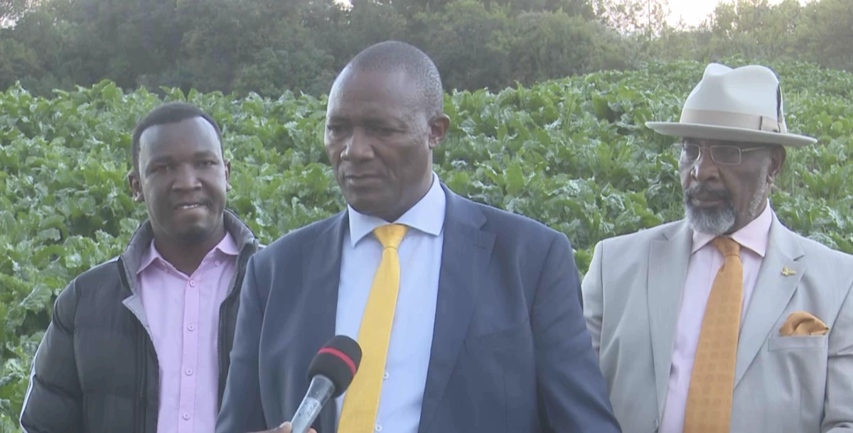 Nyandarua farmers look to sugar beet farming for better returns