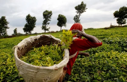 Kericho: Tea farmers suspend harvesting over bonus row