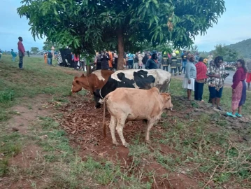 Murang'a: Locals torch lorry ferrying 'stolen cattle', lynch two suspects