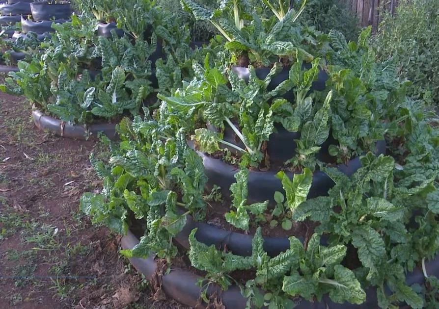 Cheap and easy to build Kitchen gardens gaining popularity in Nyandarua 