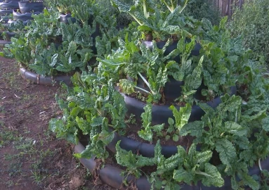 Cheap and easy to build Kitchen gardens gaining popularity in Nyandarua 